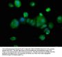 SEZ6L2 Antibody