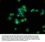 RBMS3 Antibody