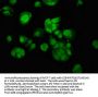 MACC1 Antibody