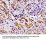 MARK2 Antibody