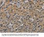 CASP9 Antibody
