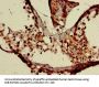 XAF1 Antibody