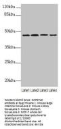 NAPEPLD Antibody