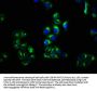 CNNM4 Antibody
