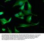 WDR59 Antibody