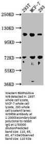 WDR59 Antibody