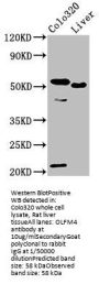 OLFM4 Antibody