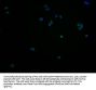 RGS9BP Antibody