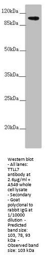 TTLL7 Antibody