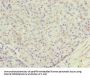 TTLL7 Antibody