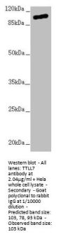 TTLL7 Antibody