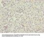 TTLL7 Antibody
