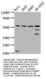 RUFY3 Antibody
