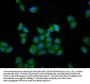 RUFY3 Antibody