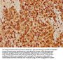 STRA8 Antibody