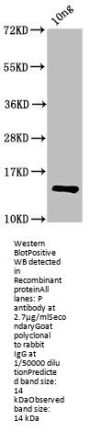 P Antibody