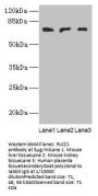 PLCZ1 Antibody