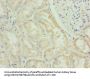 FAM122B Antibody