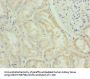 FAM122B Antibody