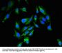 RBBP6 Antibody