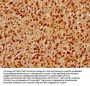 PRPF39 Antibody