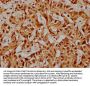 PRPF39 Antibody