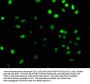 PRPF39 Antibody