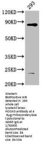 HOOK3 Antibody