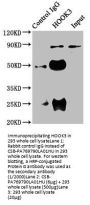 HOOK3 Antibody