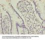 OOSP2 Antibody