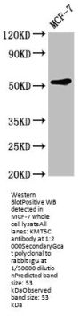 KMT5C Antibody