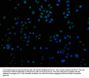 KMT5C Antibody