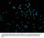 KMT5C Antibody