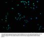 KMT5C Antibody