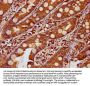 KLB Antibody