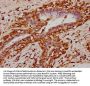 KLB Antibody
