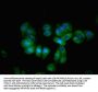 KLB Antibody