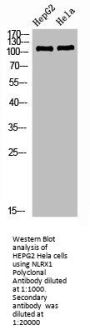 NLRX1 Antibody