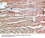 NLRX1 Antibody