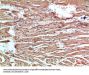 NLRX1 Antibody