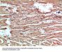 NLRX1 Antibody