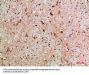NLRX1 Antibody