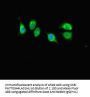 KANSL1 Antibody