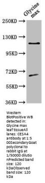 CESA4 Antibody