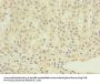 RALYL Antibody