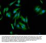 NLRC5 Antibody