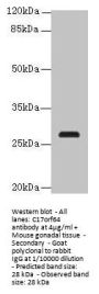 C17orf64 Antibody