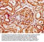 HOGA1 Antibody