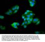 HOGA1 Antibody