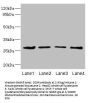 DCXR Antibody